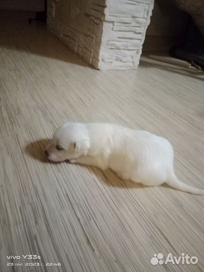 Щенята