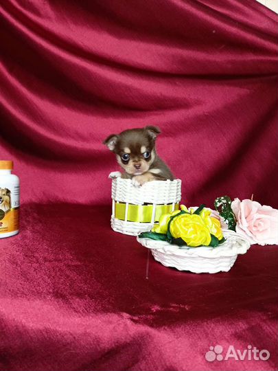 Мини мальчик