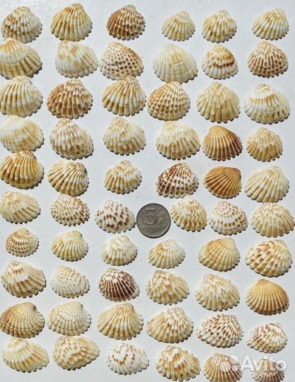 Ракушка морская Кардита биколор