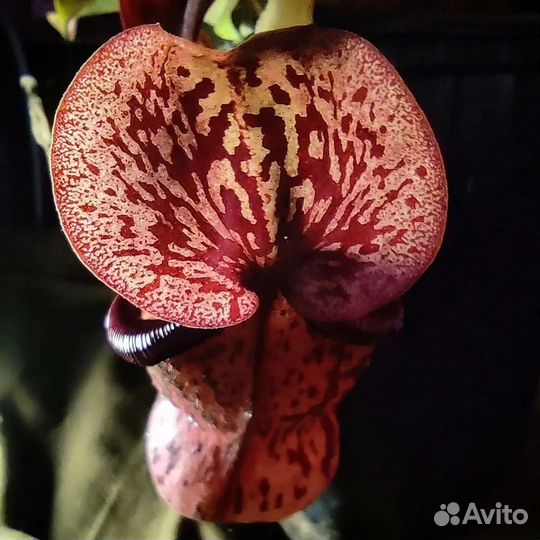 Непентес гая