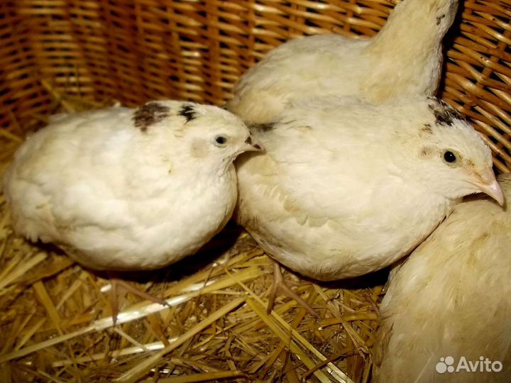 Перепела продажа