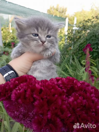 Котята в добрые руки бесплатно