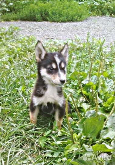 Щенки лайки