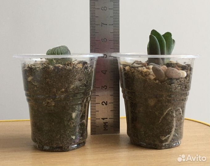 Детки суккулентов