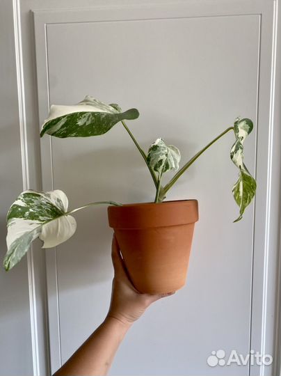 Монстера альба