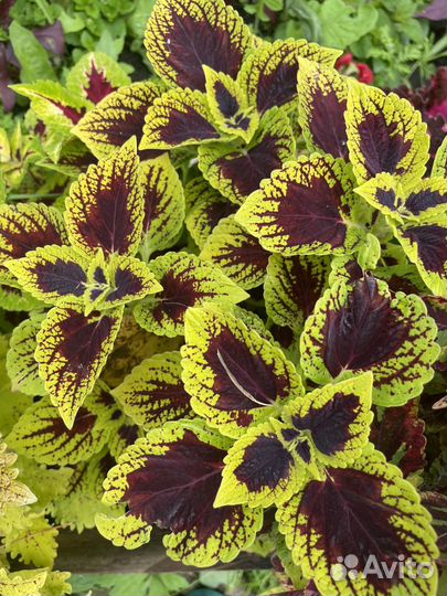 Колеусы вегетативные срез