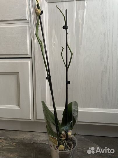 Орхидея дендробиум