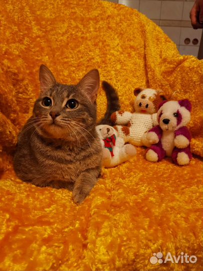 Кошка подросток