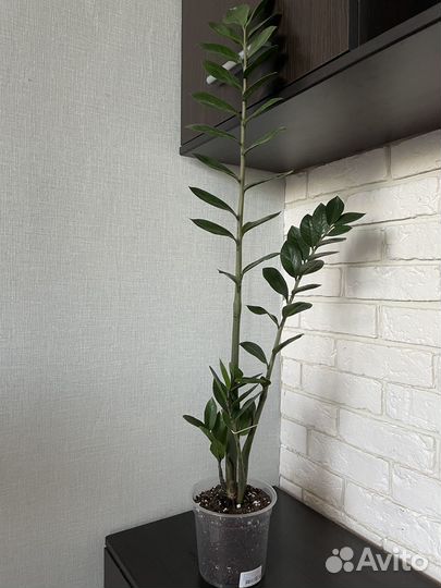 Замиокулькас