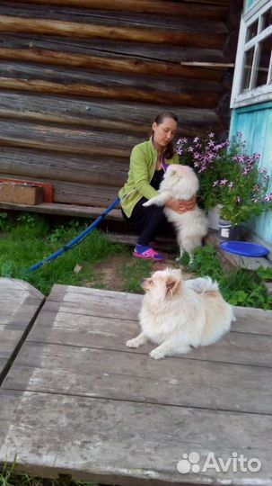 Щеночки, белые,медвежатки