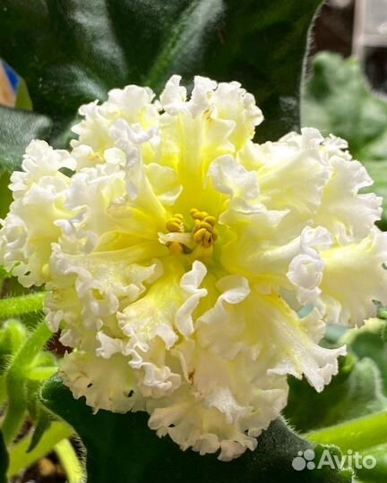 Сортовые фиалки