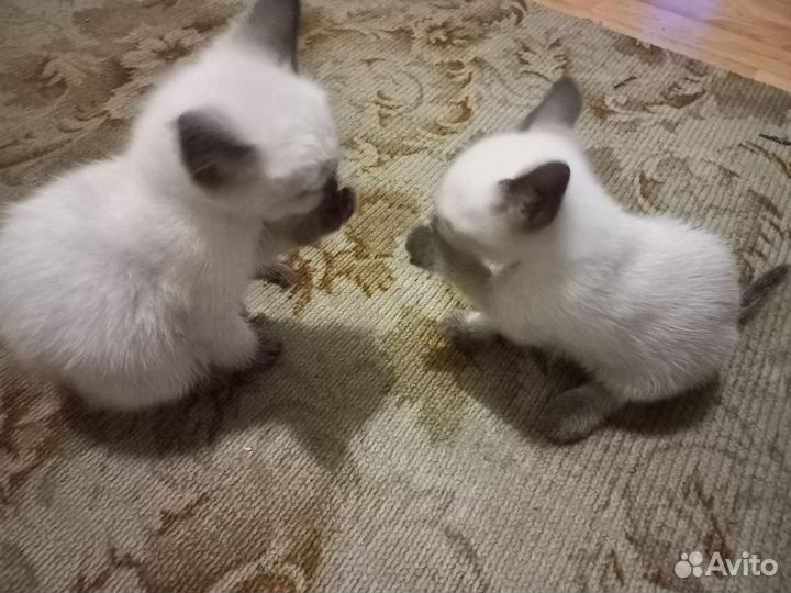 Котята 2 мальчика