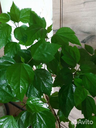 Гибискус, китайская роза