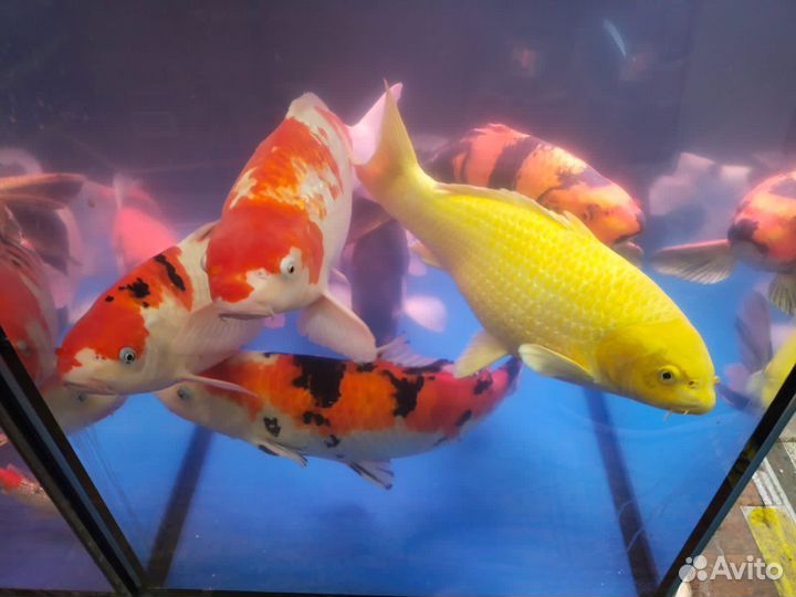 Рыба для пруда