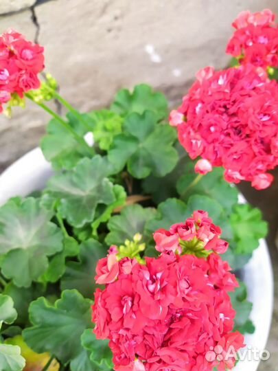 Пеларгония- герань