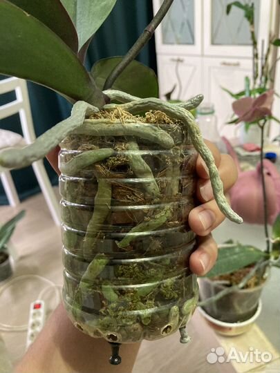 Орхидея фаленопсис Hot Kiss