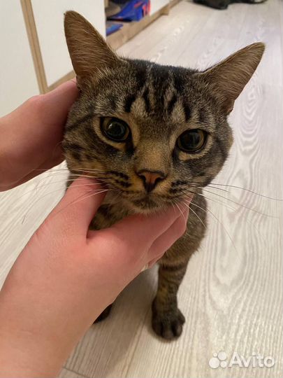 Кот бесплатно