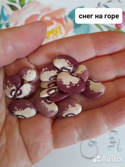 Лимская фасоль