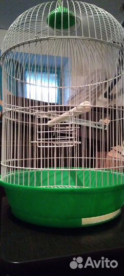 Клетка для попугая корелла