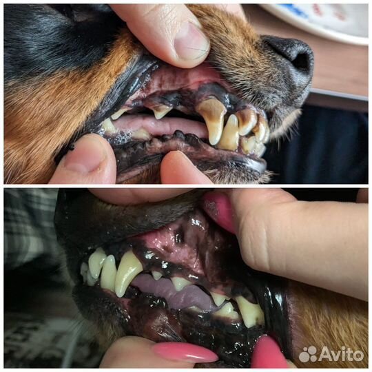 Чистка зубов собаке