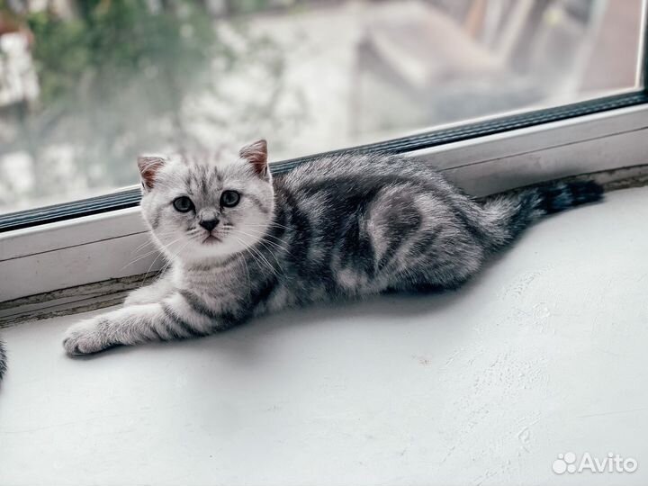 Шотландские котята