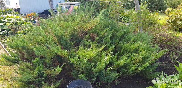 Можевельник