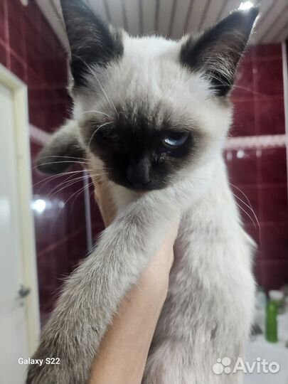 Сиамская кошечка