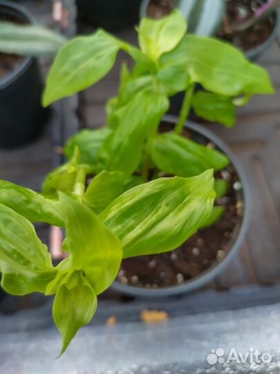 Традесканция