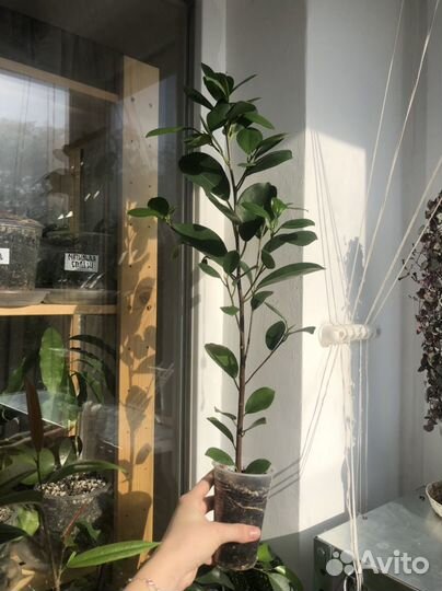 Эпипремнум Энджой, Фикус, Драцена флорида и др