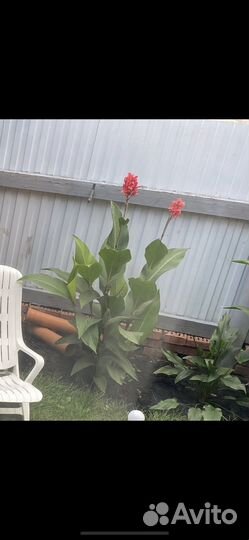 Цветы канны