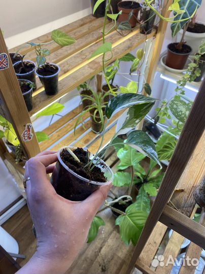 Эпипремнум пиннатум вариегатный