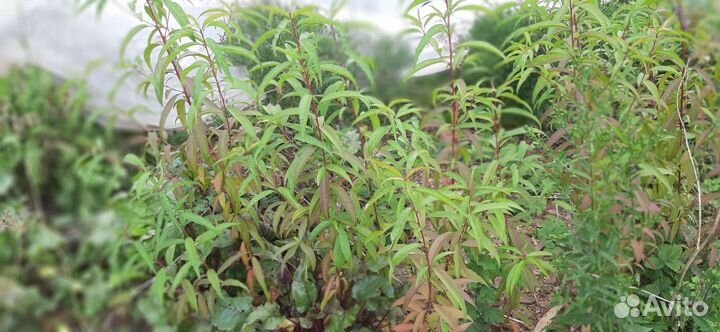 Саженцы персика