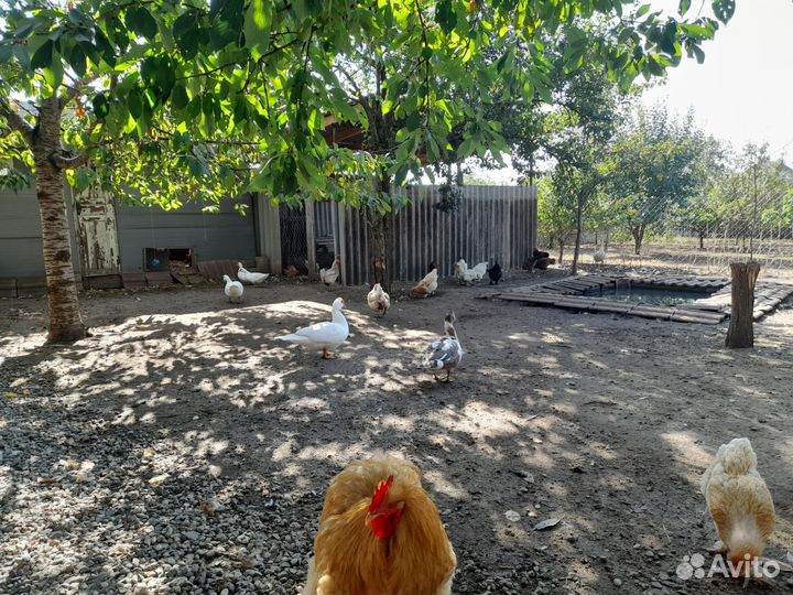 Куры молодки брама