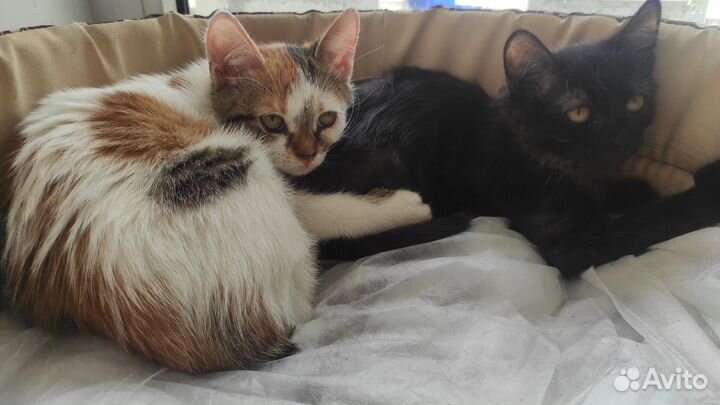 Котята в добрые руки девочки