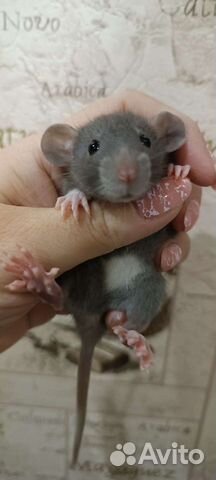 Крыса, крысята-дамбо объявление продам