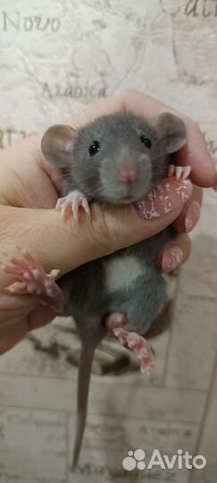 Крыса, крысята-дамбо