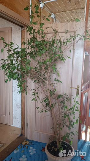 Фикус бенджамина большой