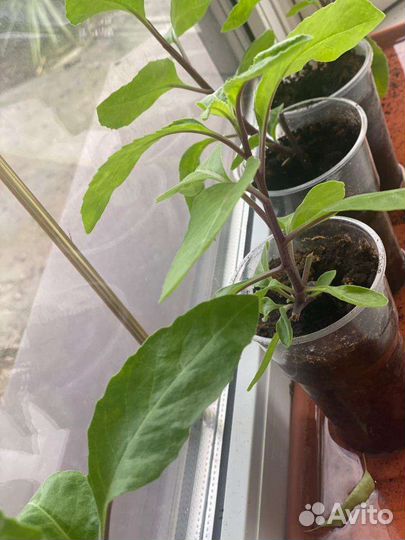 Джинура лечебное растение