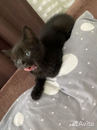 Отдам котенка в добрые руки