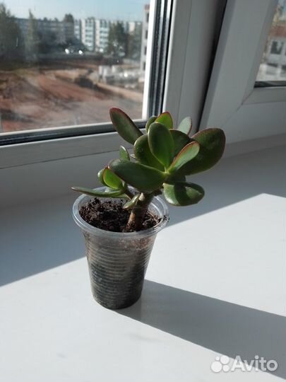 Денежное дерево толстянка крассула