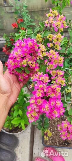 Бугенвиллия