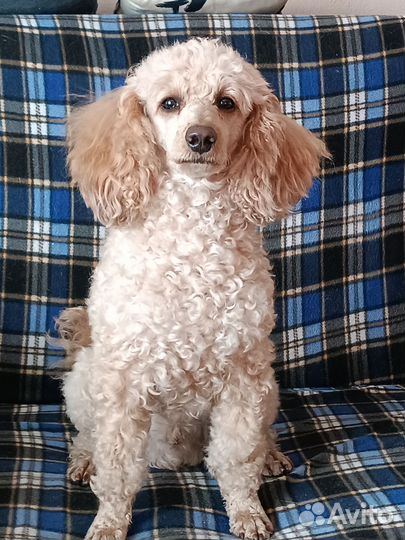 Вязка малый Пудель