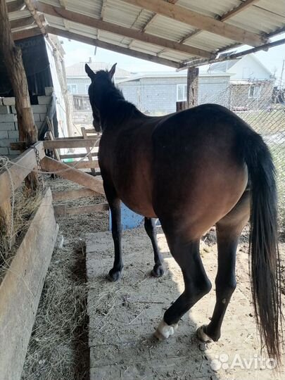 Продажа лошадей