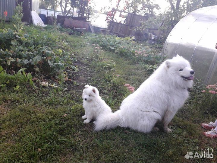 Самоед для вязки