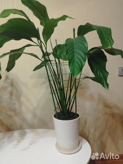 Спатифиллум