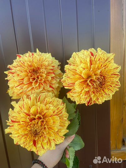 Георгины клубни