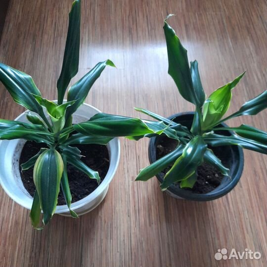 Пальма юкка