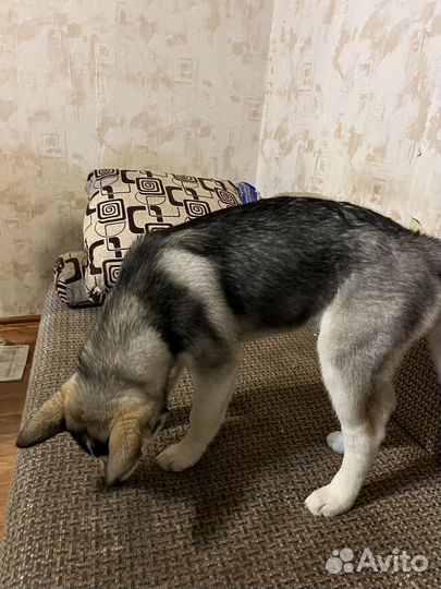 Сибирский хаски