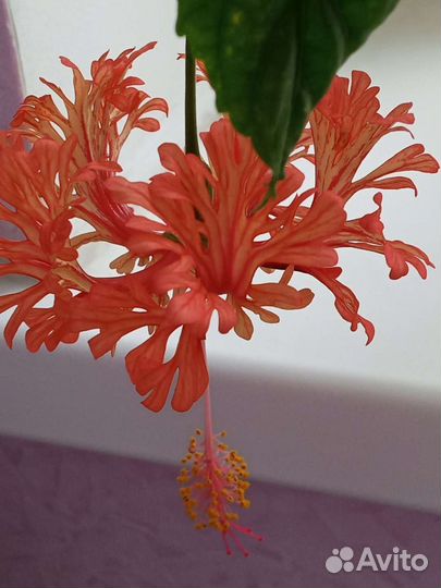 Гибискус шизопеталус