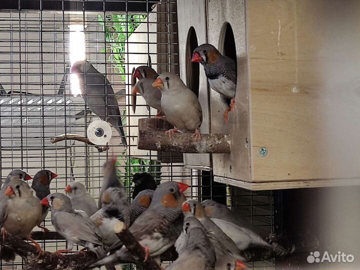 Амадины зебровые